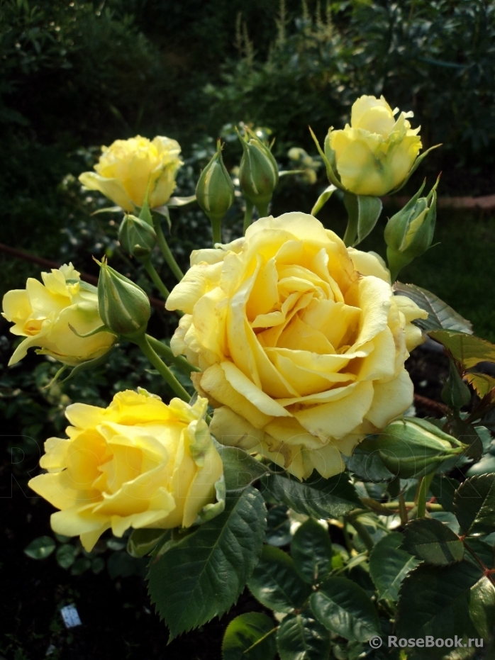 Зоммерголд (Sommergold)