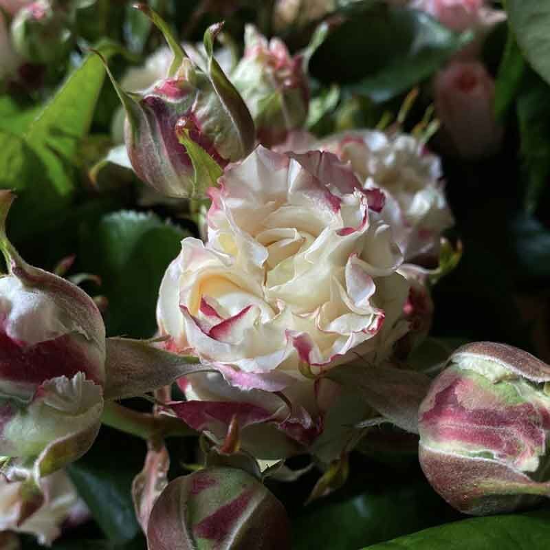 Дольче Саммерхаус (Dolce Summerhouse)