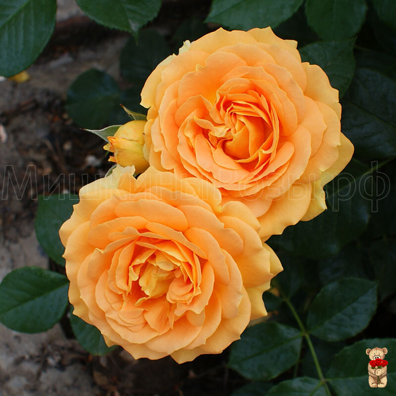 Голден Эльза (Goldelse)