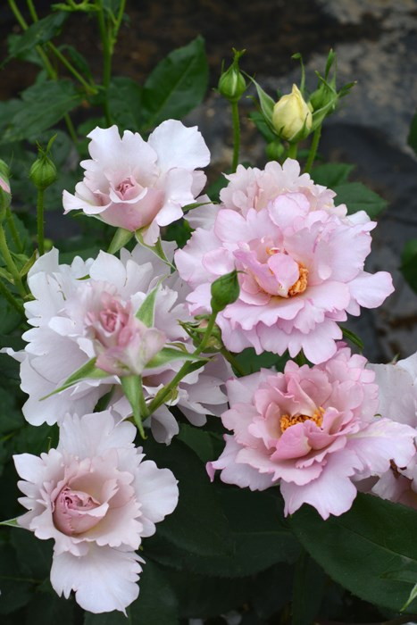 Кутюр Роз Тилия (Couture Rose Tilia)