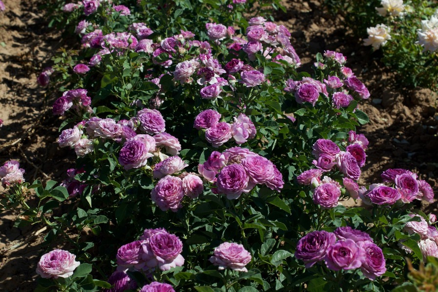 Лавендер Краш (Lavender Crush)