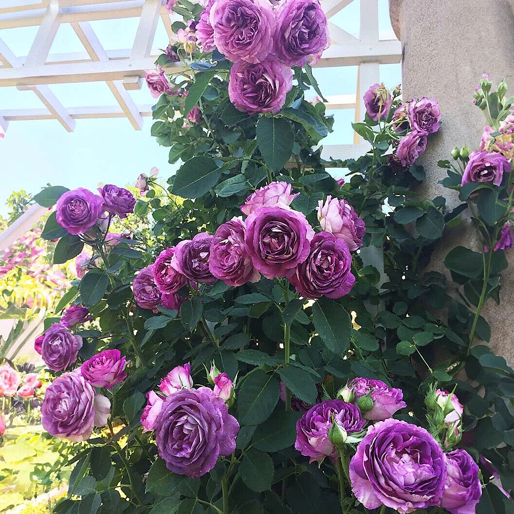 Лавендер Краш (Lavender Crush)