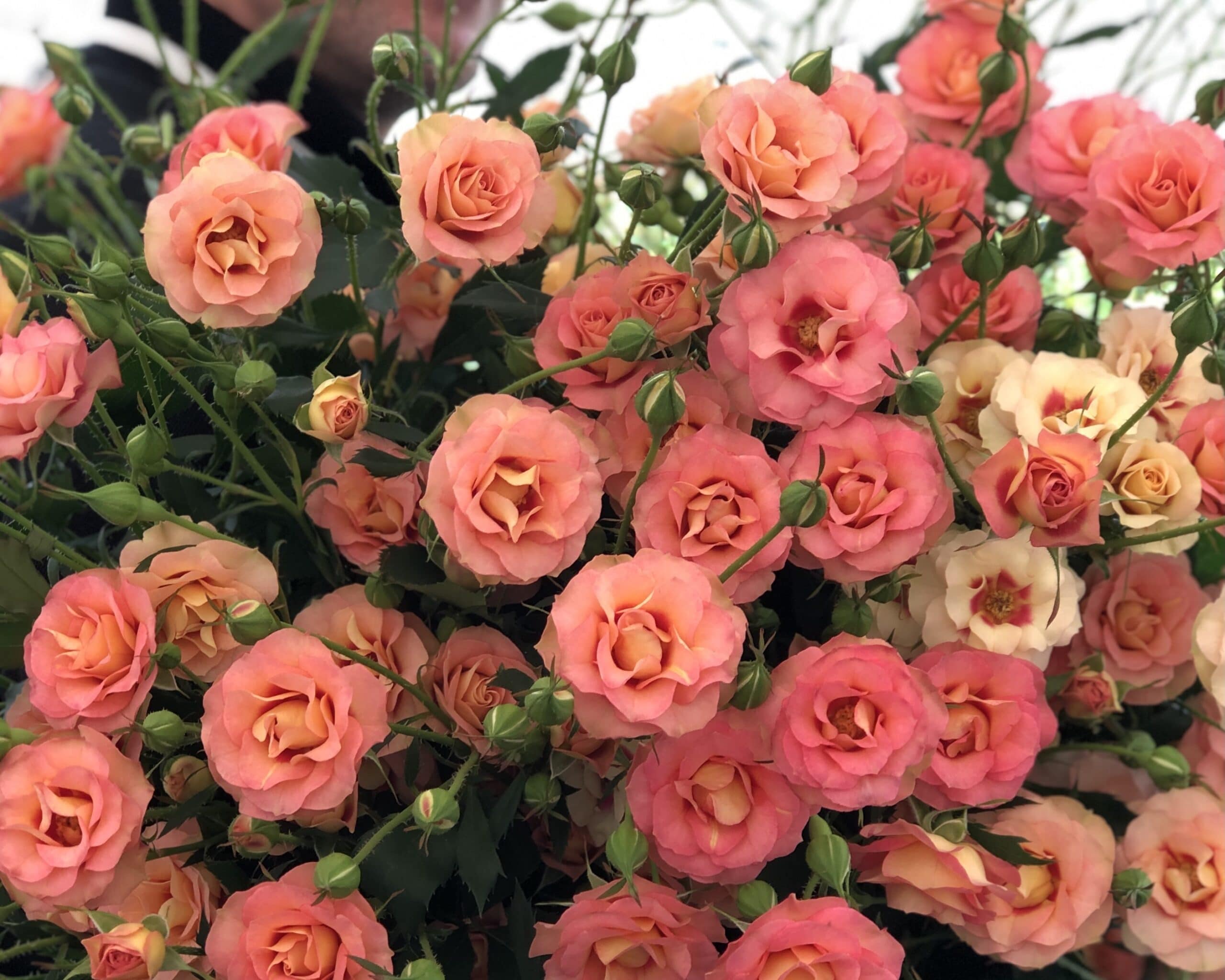 Шираз (Shiraz)