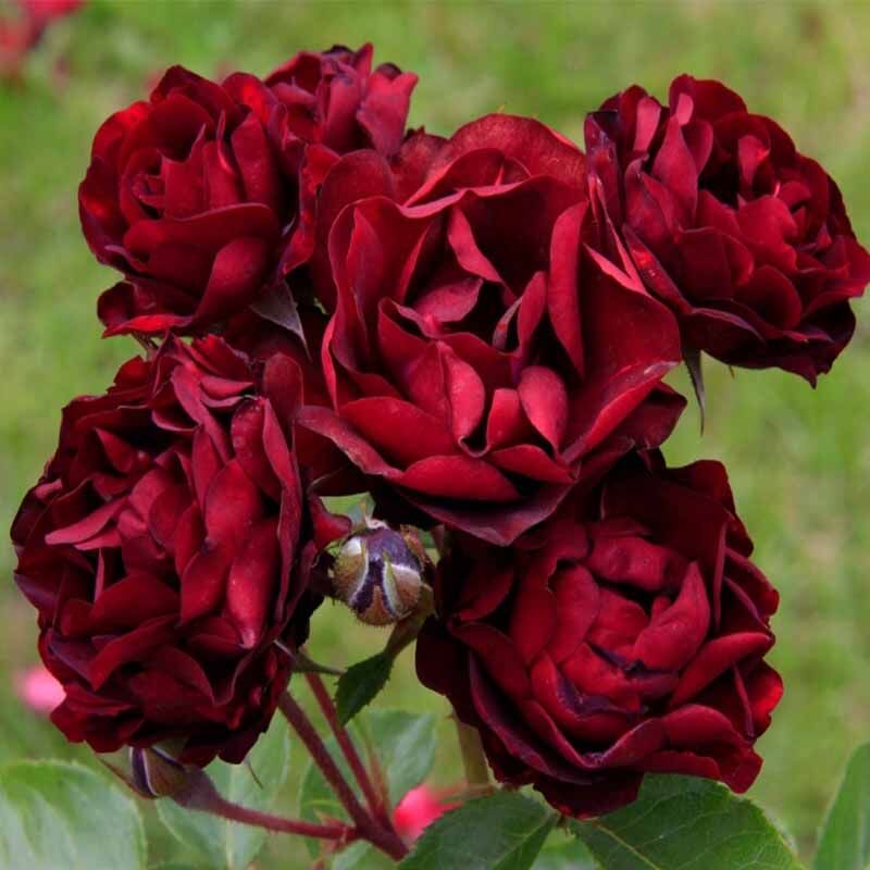 Роза Маликорн (Malicorne)