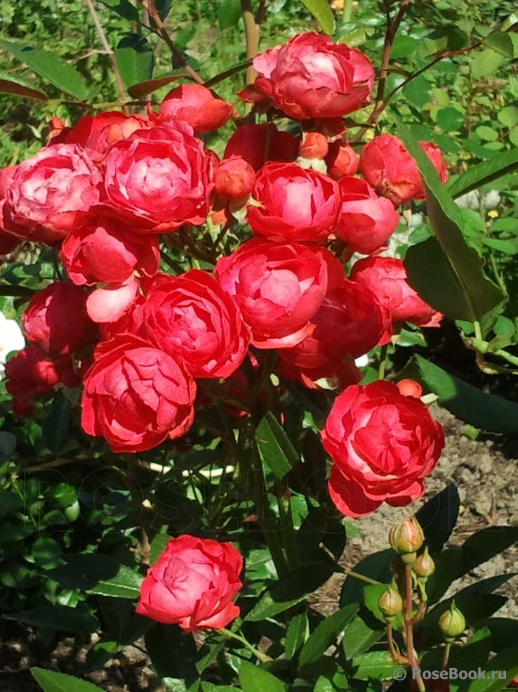 Ред Морсдаг (Morsdag)