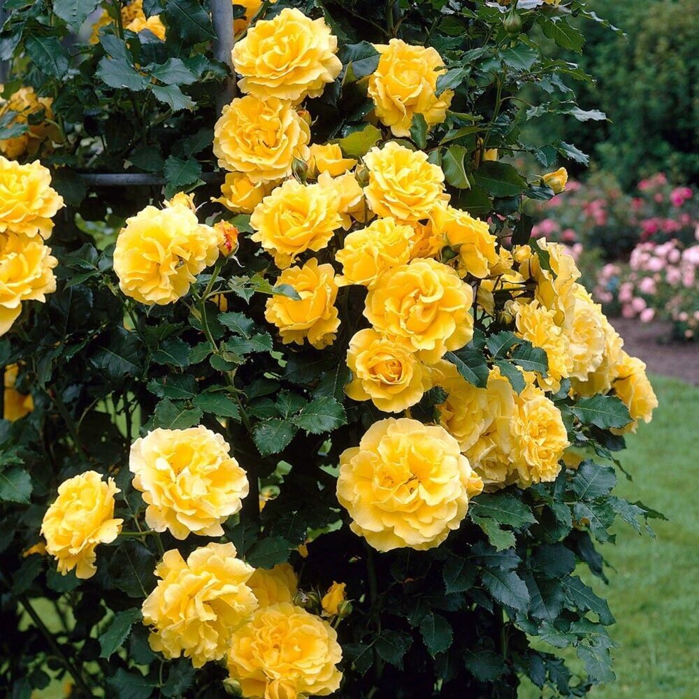 Зоммерголд (Sommergold)