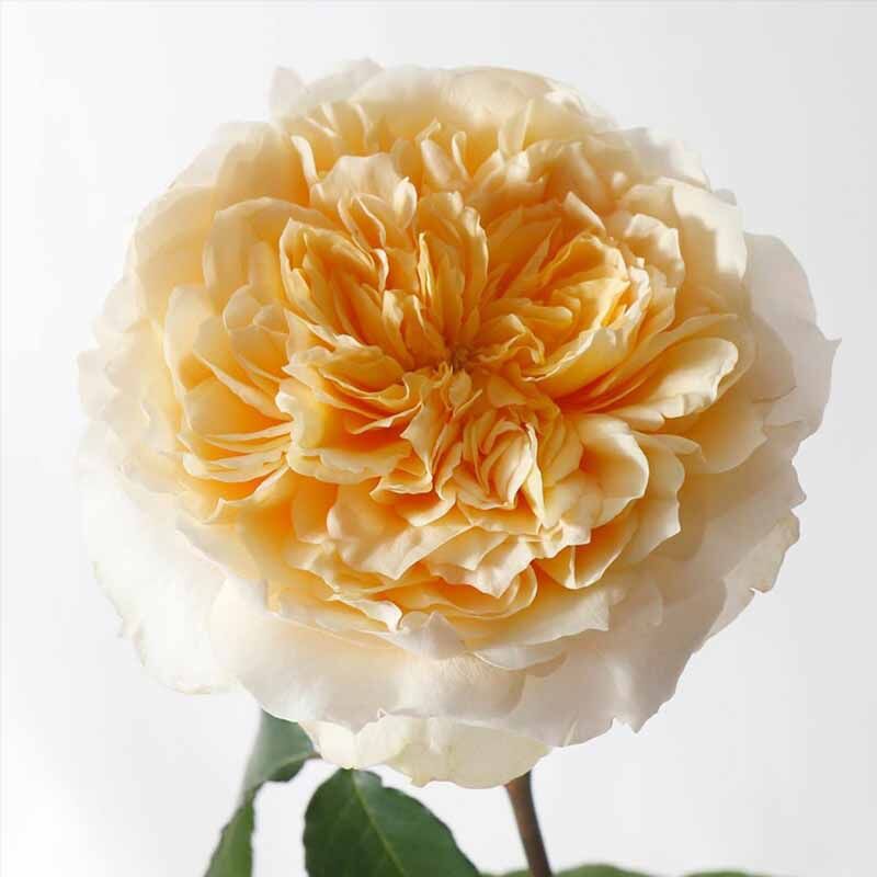 Эффи (Effie)