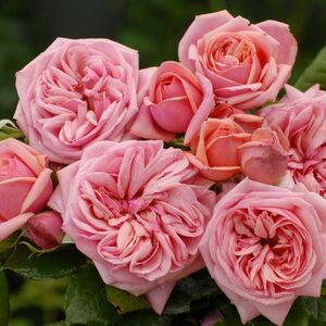 Стефани Роуз (Stefanie´s Rose)
