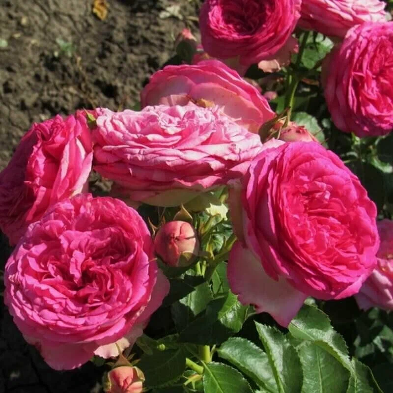 Цикламен Пьер де Ронсар (Cyclamen Pierre de Ronsard)